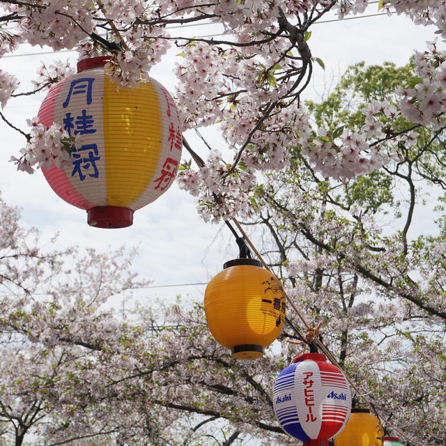 福岡 西公園櫻花之旅