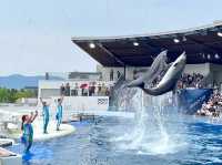 【京都】京都駅から歩いてもいける水族館