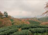 Oolong Sapa Tea Hill: A Cherry Blossom Paradise