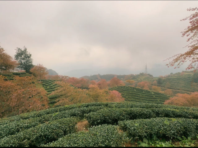 Oolong Sapa Tea Hill: A Cherry Blossom Paradise