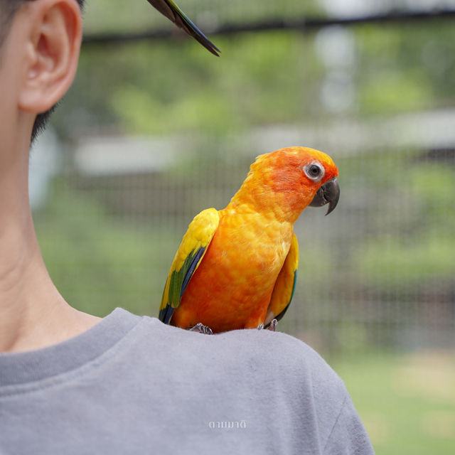 Bird for you cafe 🦜