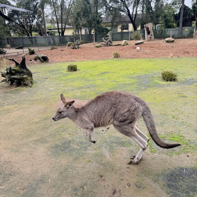 悉尼親親無尾熊🐨親親袋鼠🦘（費瑟戴爾野生動物園）