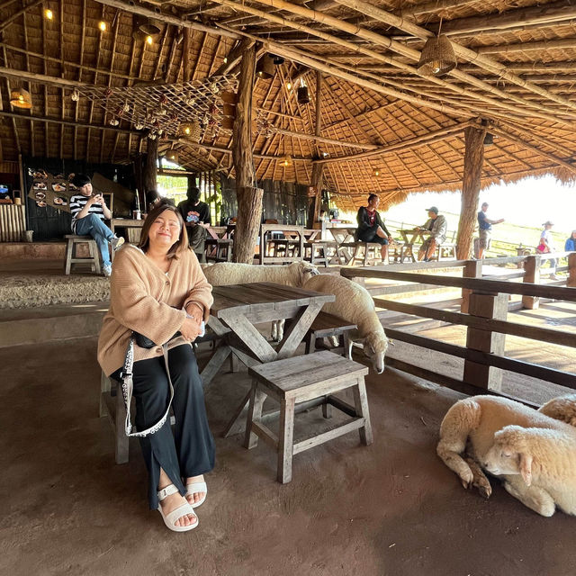 ขับรถเที่ยวดอยช้าง แต่เจอแกะ🤣