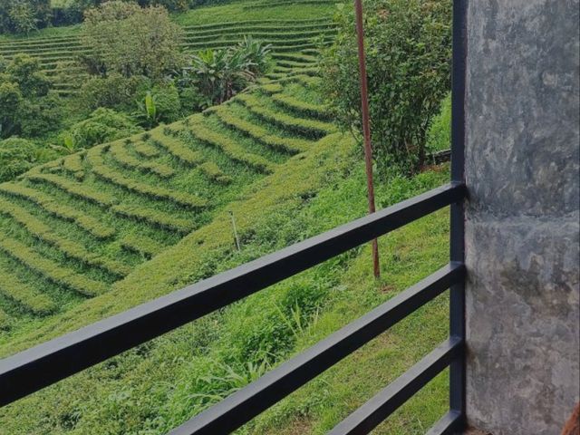 101 Tea Green View|เชียงราย