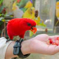 Alpacahill สรรค์ของคนรักสัตว์ที่ราชบุรี