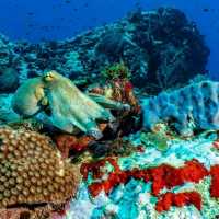 **🌊 Dive into Paradise: Scuba Adventure in Phi Phi Island 🐠**
