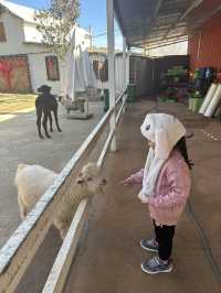 Must-Try Activities: A day at Puppy Farm
