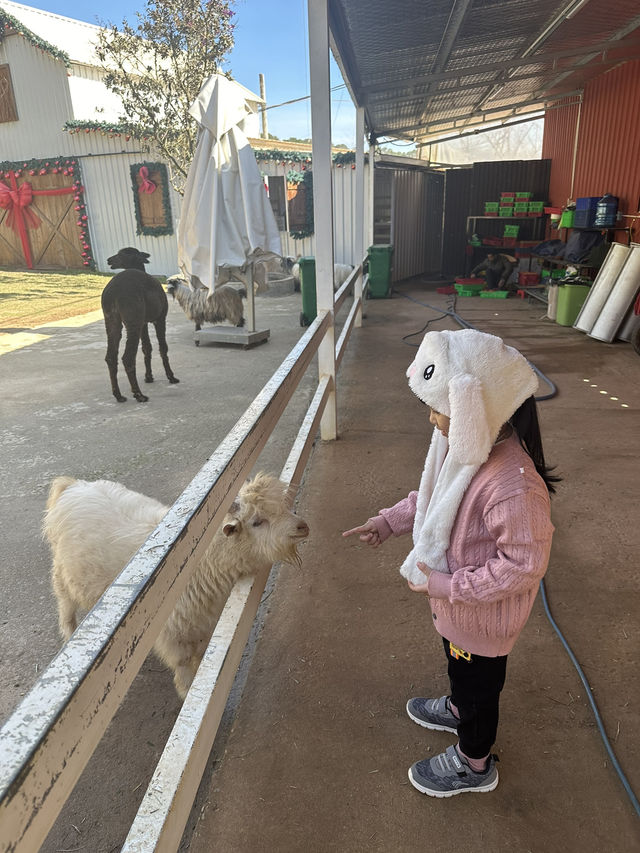 Must-Try Activities: A day at Puppy Farm