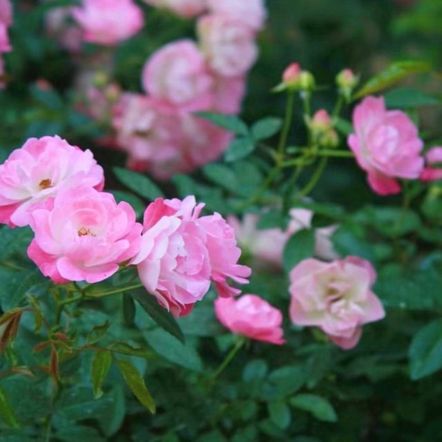 【深圳人民公園】五彩繽紛的月季花，帶來靜謐與美好。適合全年觀賞