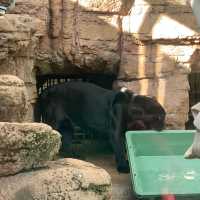 日本ㅣ大阪ㅣ天王寺動物園ㅣ日本第三座動物園