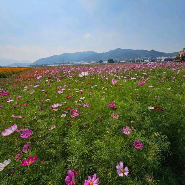 【臺中】花海節：主題不同，花卉的排列和設計也會隨之變化