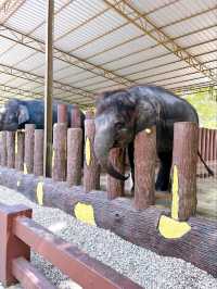 Save the Elephants at Kuala Gandah National Elephant Conservation Centre