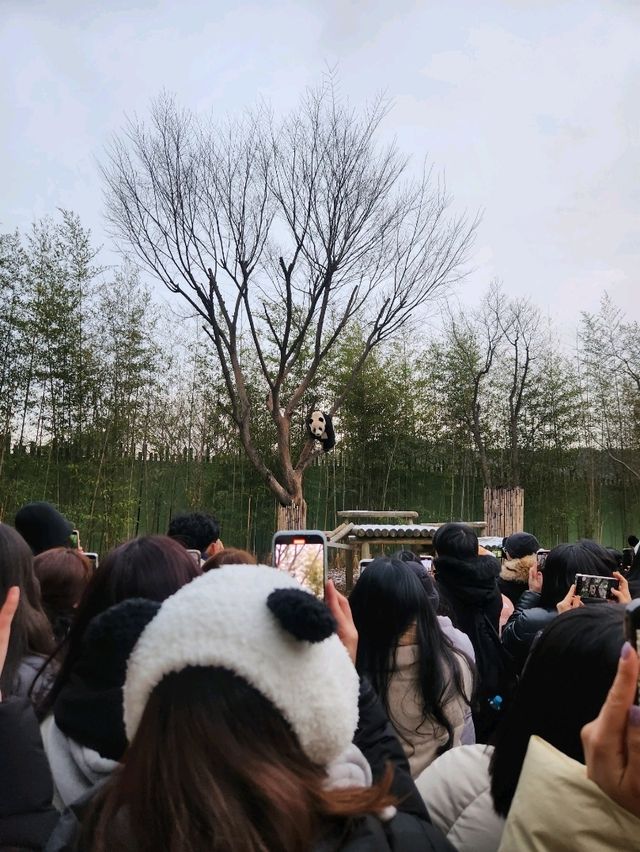 귀여운 판다를 보며 투어가 가능한 판다월드❤️