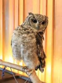 大阪貓頭鷹 Café 🦉 Owl Café 🦉