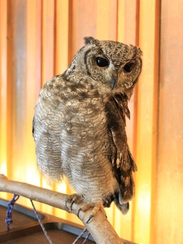 大阪貓頭鷹 Café 🦉 Owl Café 🦉