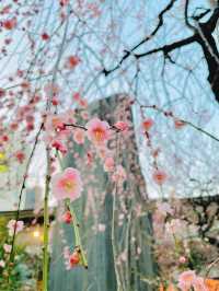 湯島天神梅まつり🌸