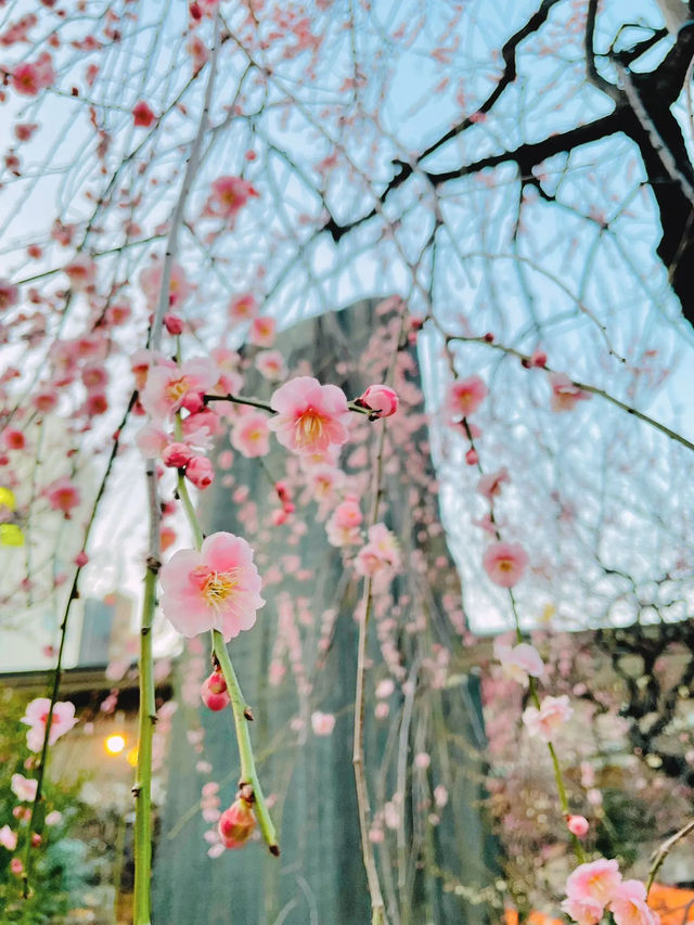 湯島天神梅まつり🌸