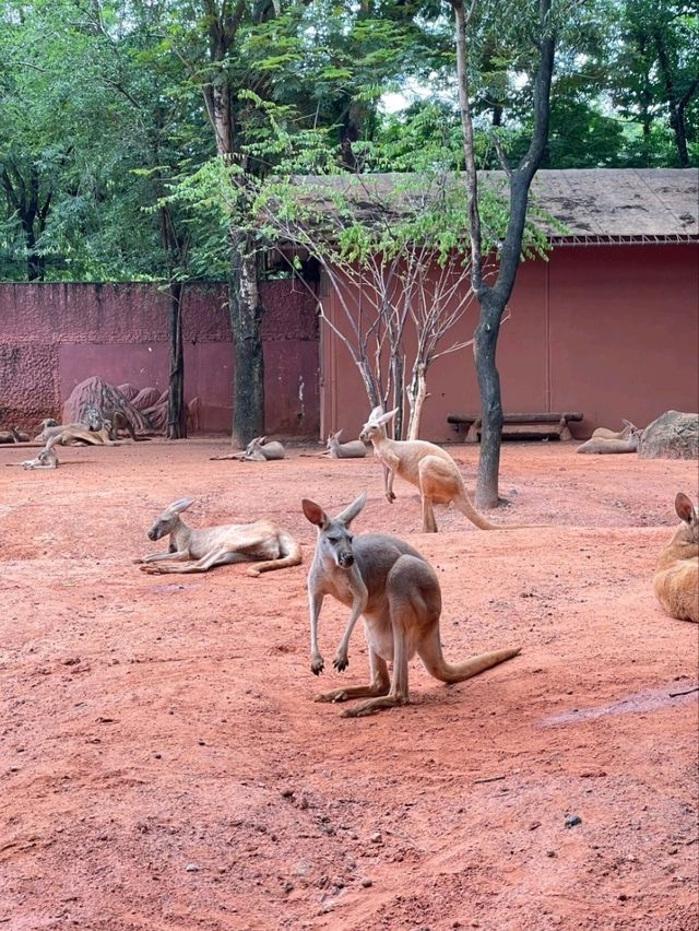 ซาฟารีเวิลด์: ตื่นตาตื่นใจกับสัตว์ต่าง ๆ 🦒✨️