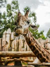 到動物園去班味，拯救不開心🦝🦒🦓🐅🦧