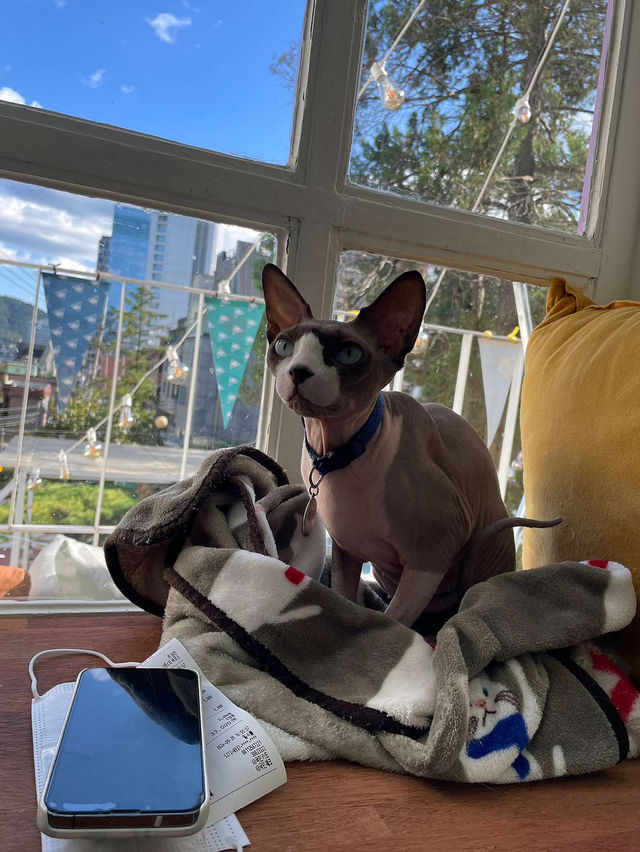 ෆ˃̵͈̑ᴗ˂̵͈̑ෆ 😄🎵강남고양이카페 추천 캠핑고양이 양재점 