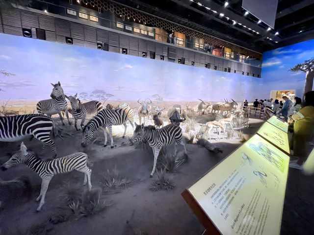 เดินเล่นพิพิธภัณฑ์ประวัติศาสตร์ธรรมชาติเซี่ยงไฮ้🦕