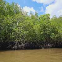 A wander to nature, Mangrove River at Kilim Geoforest Park
