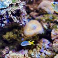 "Explore Marine Wonders at Underwater World Langkawi"