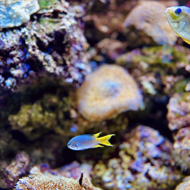"Explore Marine Wonders at Underwater World Langkawi"