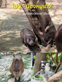 ไปชมความน่ารักของน้องหมูเด้งและผองเพื่อน