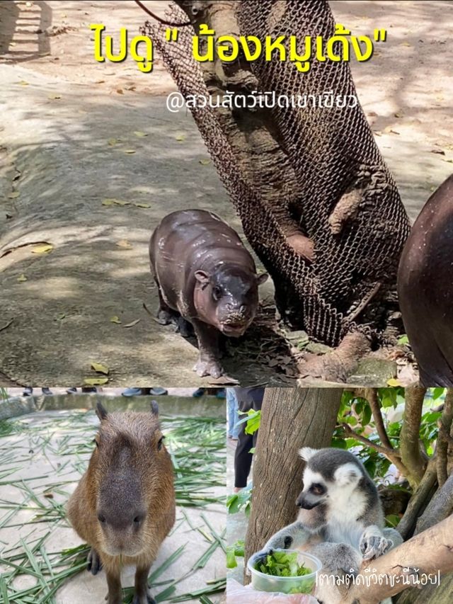 ไปชมความน่ารักของน้องหมูเด้งและผองเพื่อน
