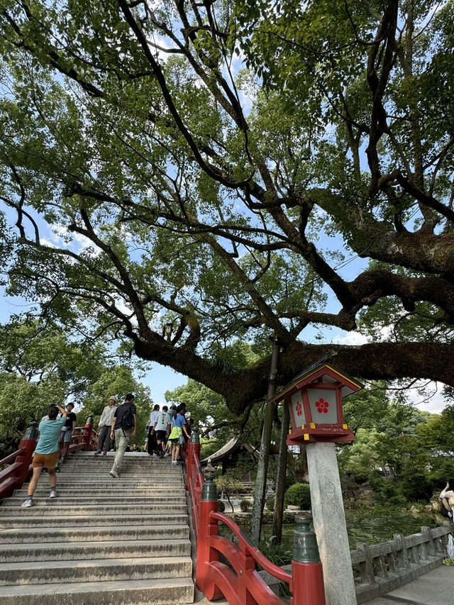 【福岡/太宰府】期間限定！今しか見れない太宰府天満宮⛩️