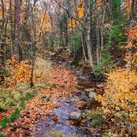 Autumn in Quebec: A Symphony of Colors