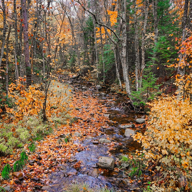 Autumn in Quebec: A Symphony of Colors