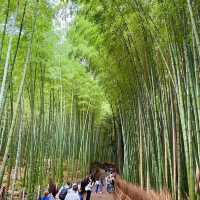 วัดเซ็นและทางเดินป่าไผ่ 🎋