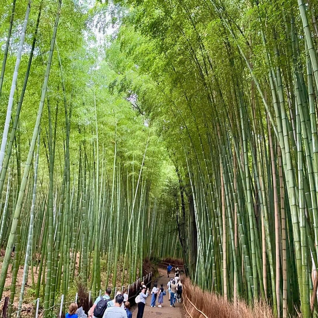 วัดเซ็นและทางเดินป่าไผ่ 🎋