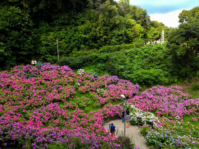 【愛知】絶景！10000株の紫陽花が咲き誇るあじさいの里✨