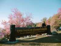 โครงการบ้านเล็กในป่าใหญ่ 