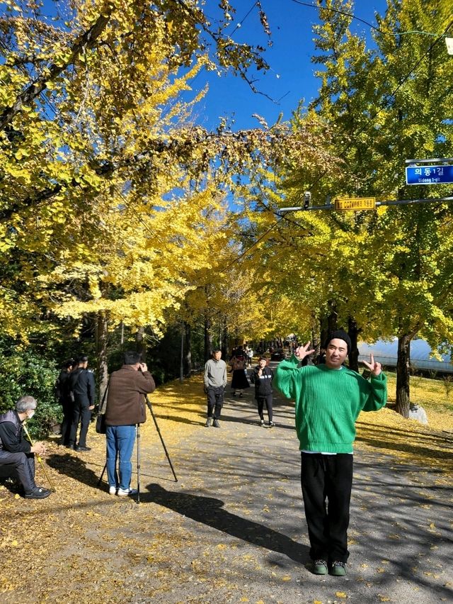은행카펫이 아름다운 거창 의동마을