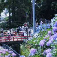 邂逅一望無際的紫陽花海 