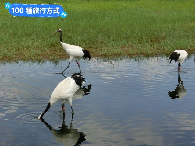 丹頂鶴的故鄉：黑龍江齊齊哈爾-扎龍自然生態濕地