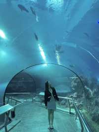 全台最大規模海生館🐬超親人小白鯨萌翻全場💕