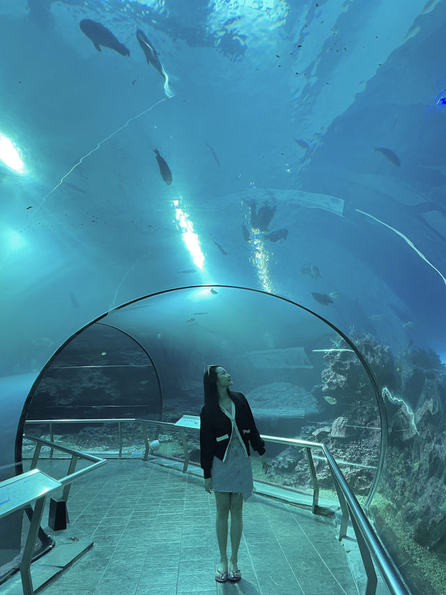 全台最大規模海生館🐬超親人小白鯨萌翻全場💕