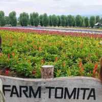 Flowering your summer in Hokkaido with Lavender, Melons
