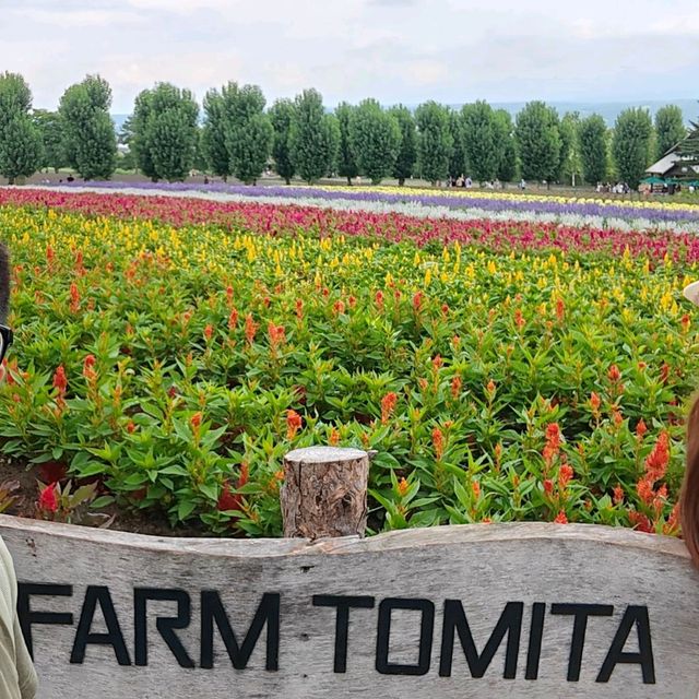 Flowering your summer in Hokkaido with Lavender, Melons