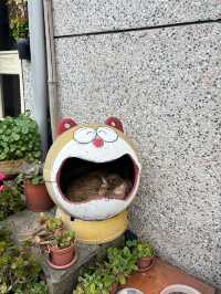 หมู่บ้านแมวที่ไต้หวัน Houtong Cat Village