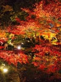 【ここ行って】市内の池に反射する紅葉ライトアップを見るならここ‼️混雑回避術紹介💡