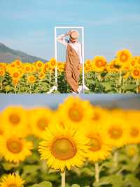ไร่คุณรำยอง ทุ่งทานตะวันบานบนเนื้อที่ 75 ไร่ 