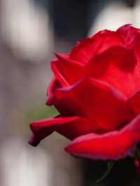 【東京×紅葉🍁スポット巡り】  旧古河庭園  薔薇と紅葉が愛でられる