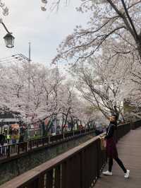 A Stroll Through the Sakura Wonderland of Yeojwacheon River