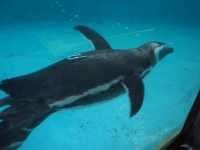 【石川/能登】癒しの幻想空間が広がる≪のとじま水族館≫ 